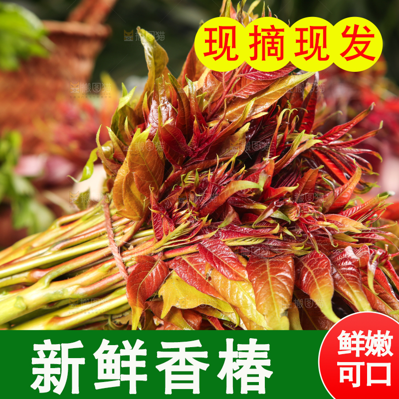 木底上摆放着新鲜香椿苗