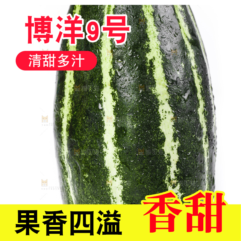 白底上摆放着花皮甜瓜