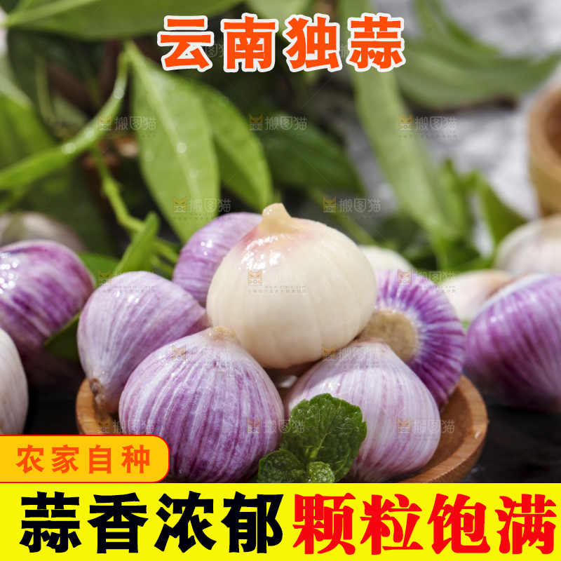 深底上摆放着紫皮独蒜