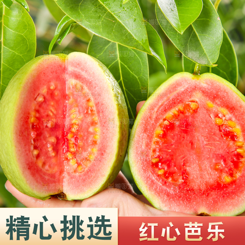 手里拿着红心番石榴
