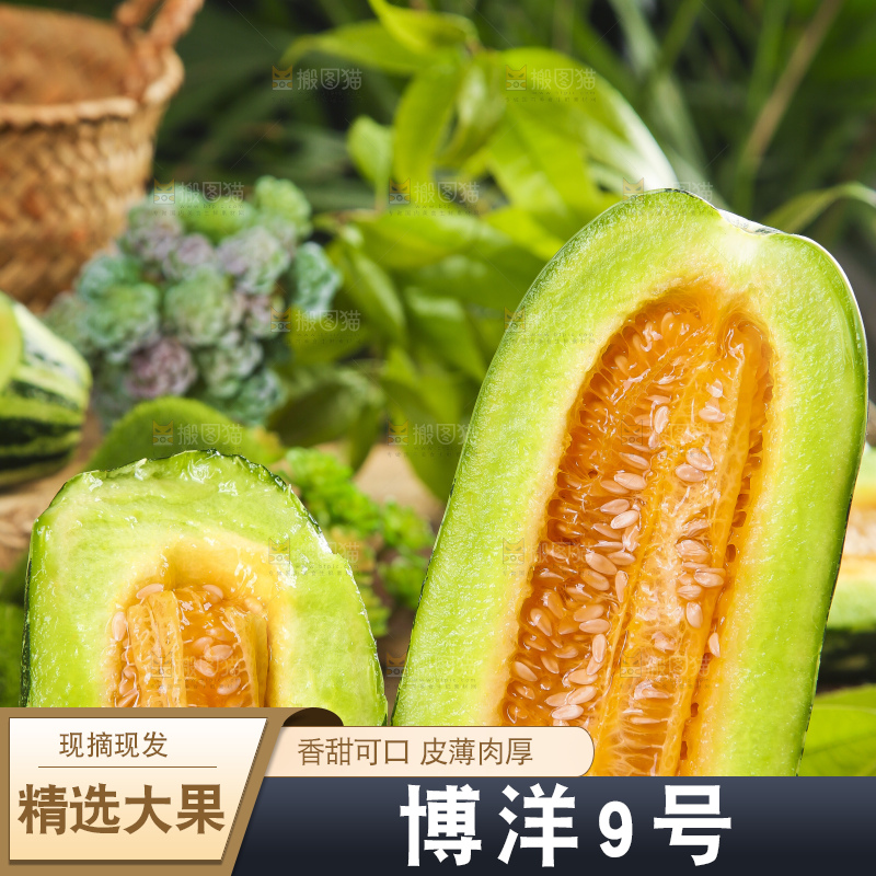 黑底上摆放着博洋香瓜