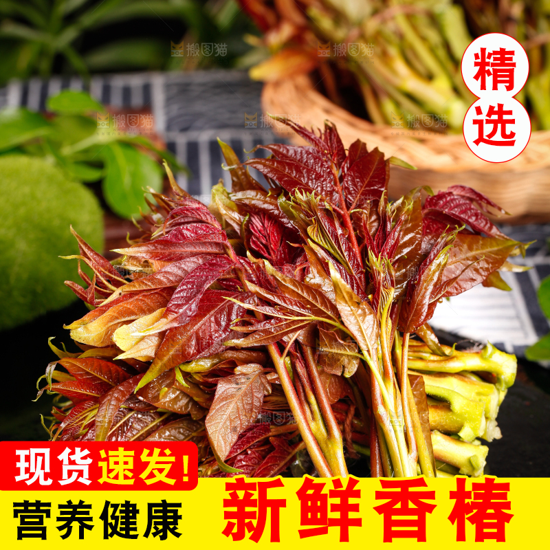 黑底上放着香椿苗芽