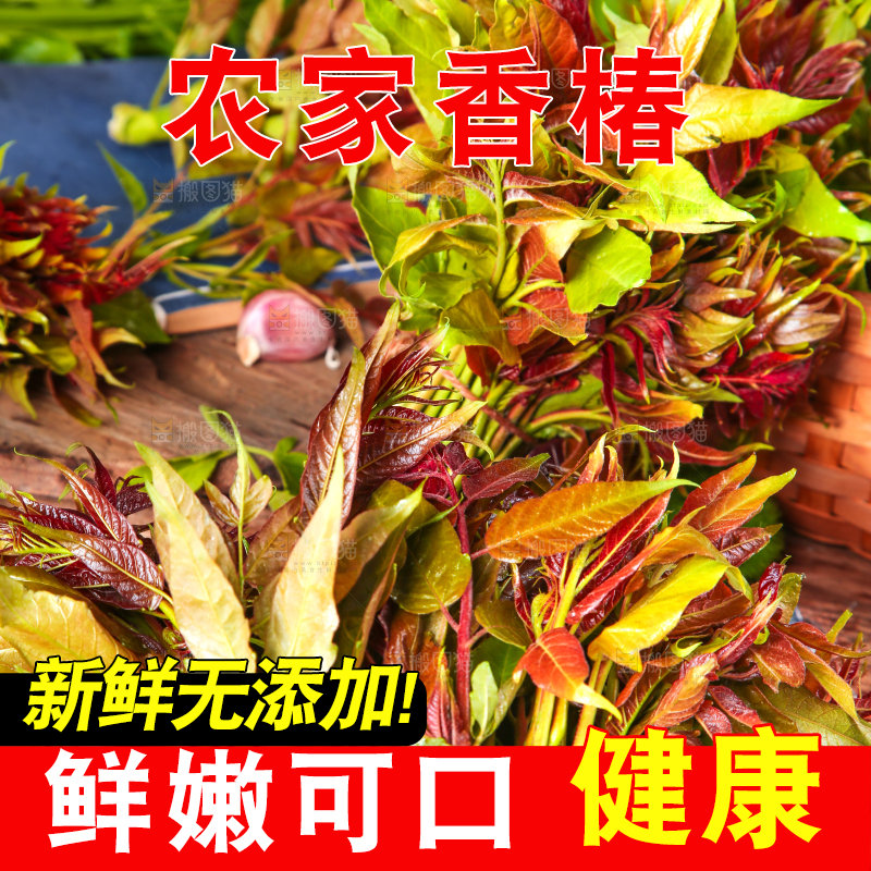 木底上摆放着秦岭香椿