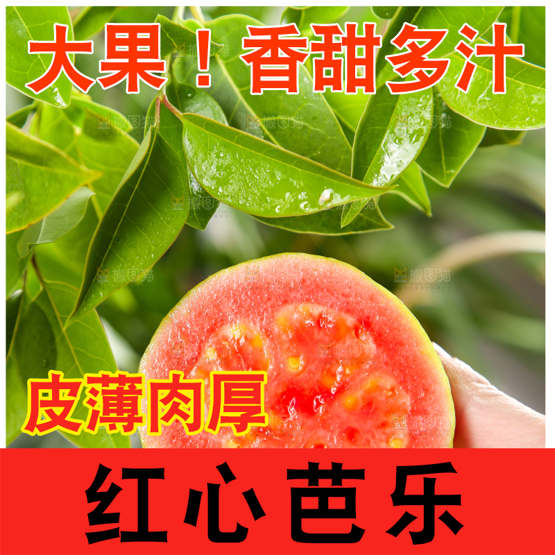 手里拿着红心番石榴