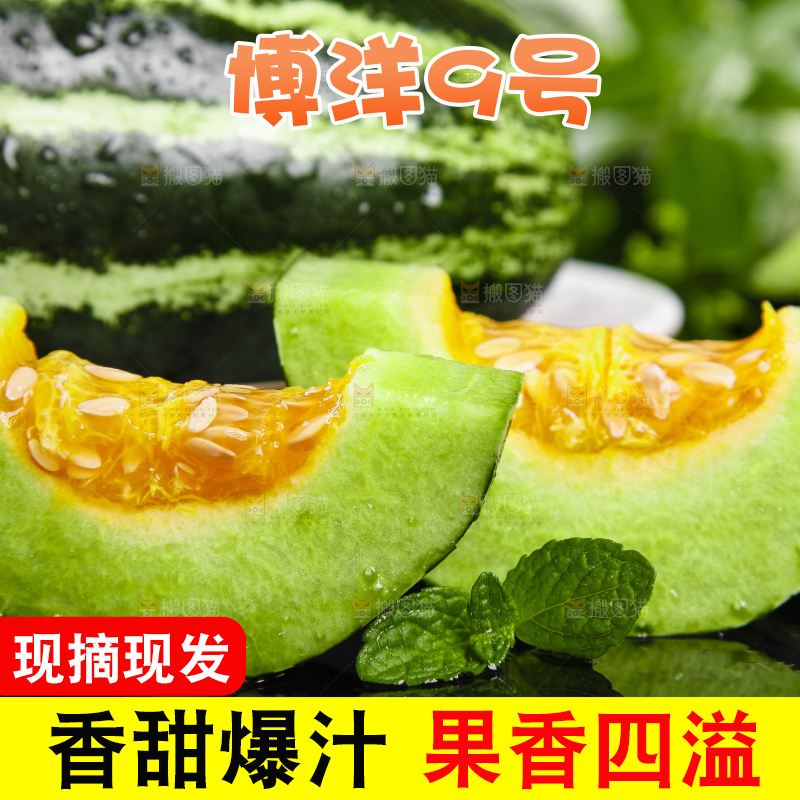 黑底上摆放着博洋9号甜瓜