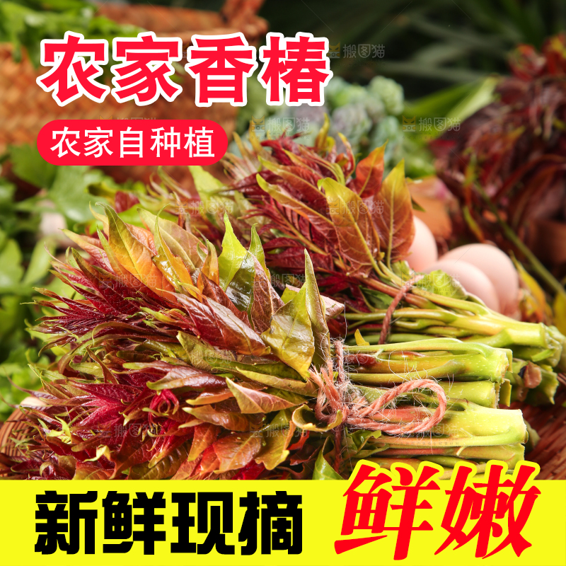 篮子里装着头茬红芽香椿