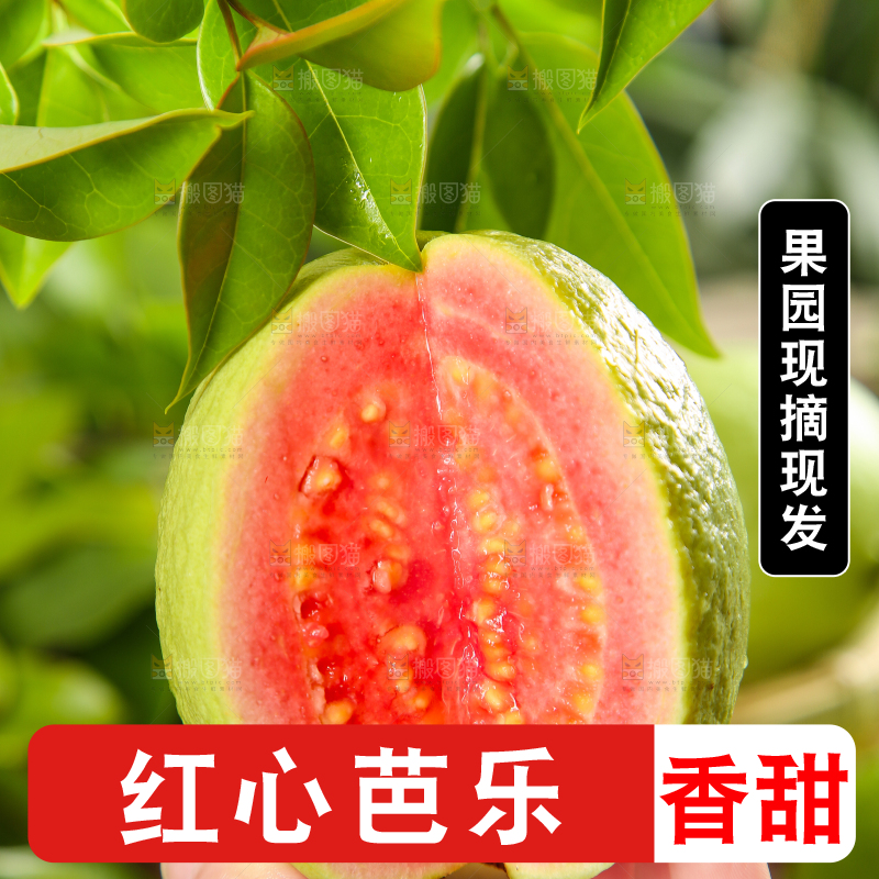 手里拿着红心番石榴