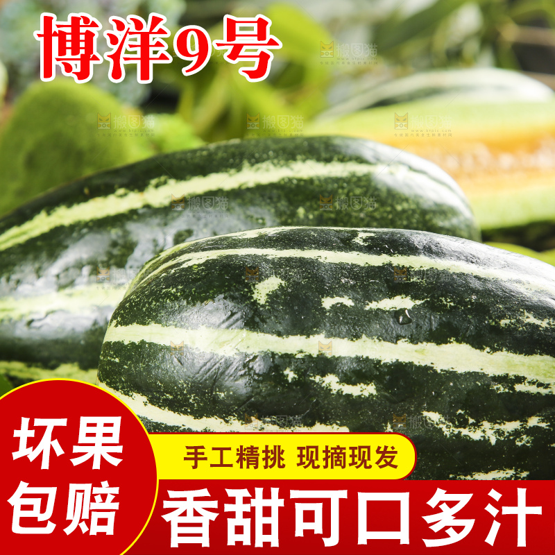 黑底上摆放着博洋香瓜