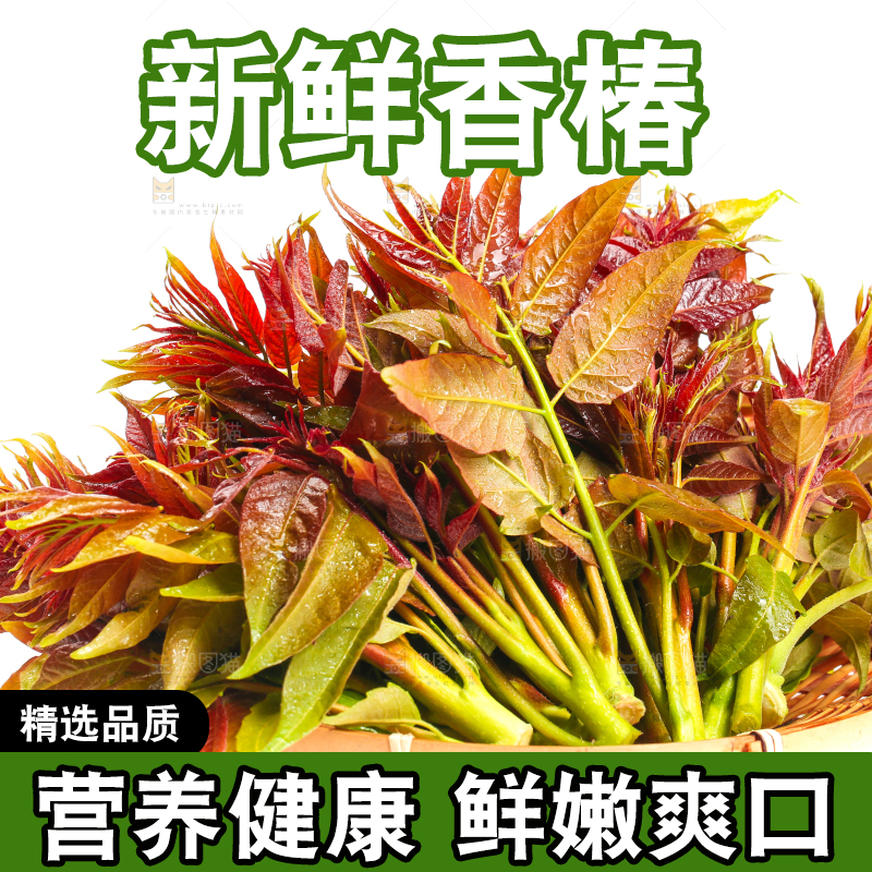 白底上摆放着新鲜香椿苗