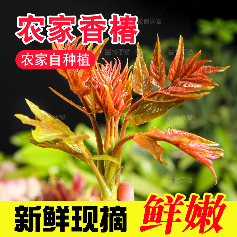 手里拿着香椿