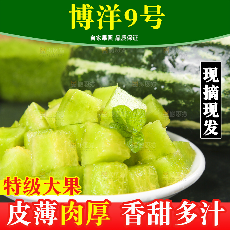盘子里装着博洋9号甜瓜的果肉
