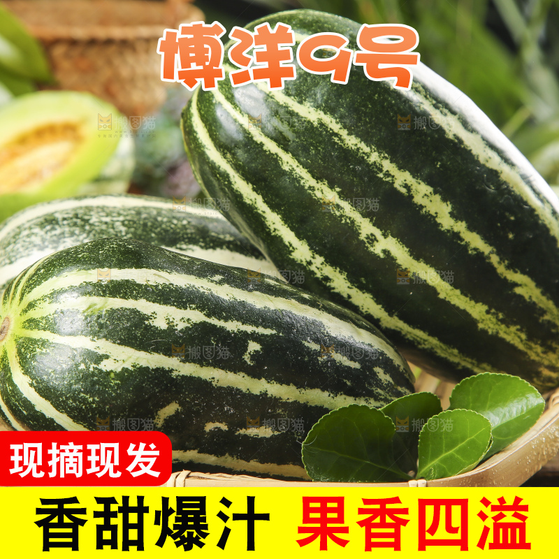 篮子里装着博洋9号甜瓜