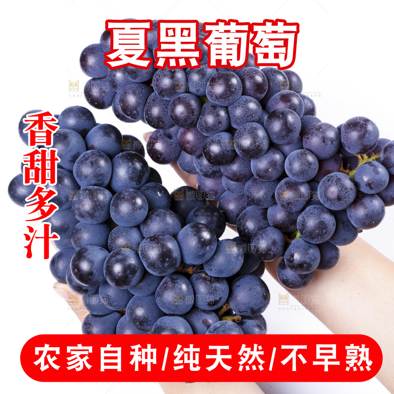手里拿着夏黑葡萄