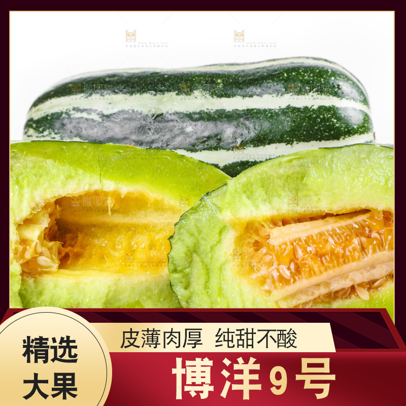 白底上放着山东博洋9号甜瓜