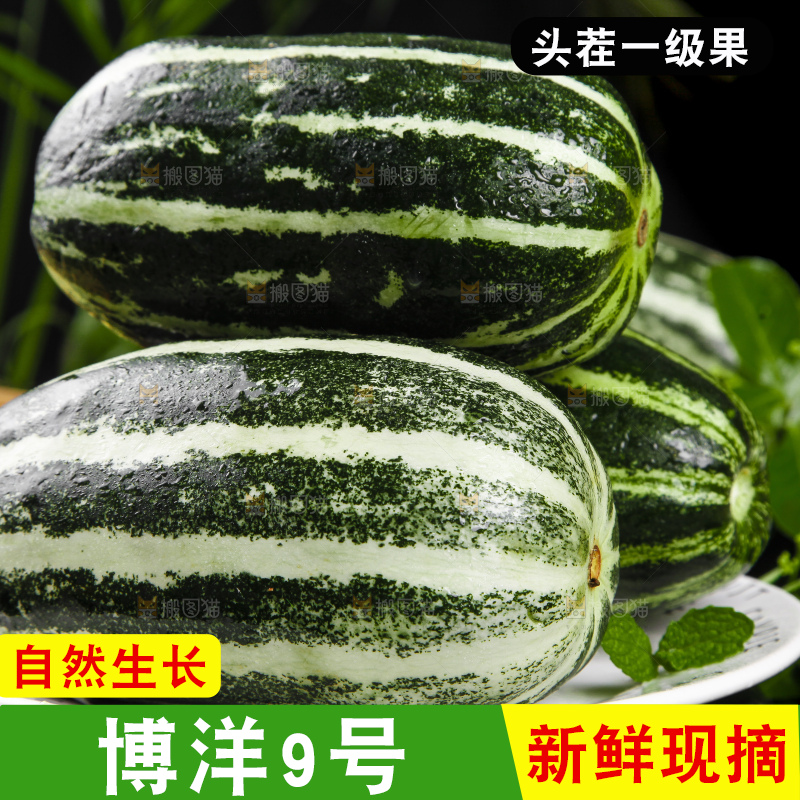 盘子里装着山东博洋9号甜瓜