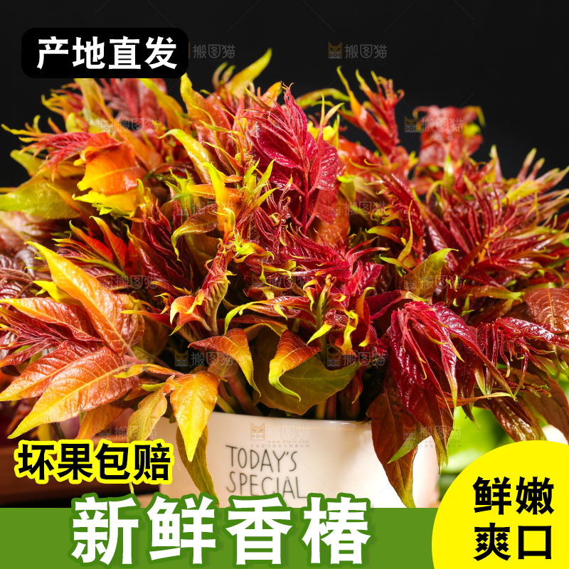 木底上摆放着一把香椿