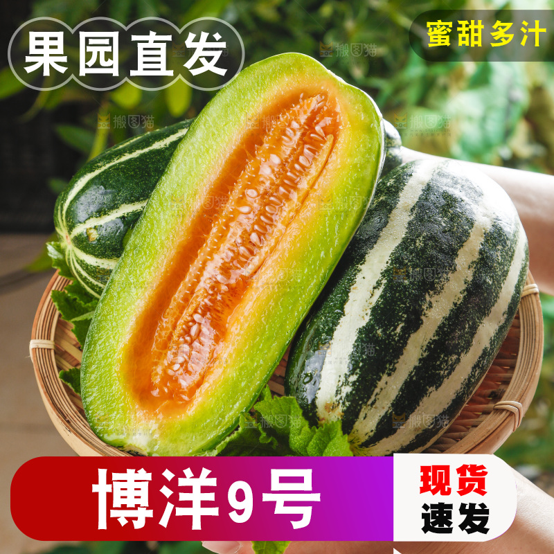 手里拿着一篮山东博洋9号甜瓜