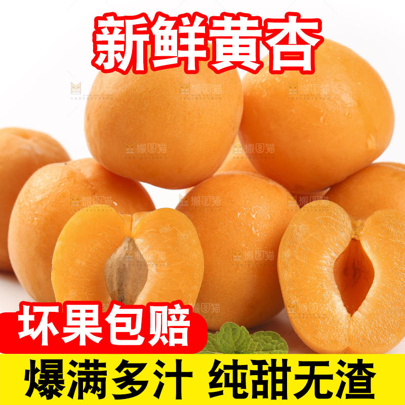 白底上放着山东大黄杏