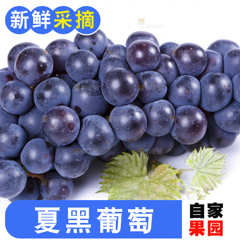 白底上摆放着巨峰葡萄