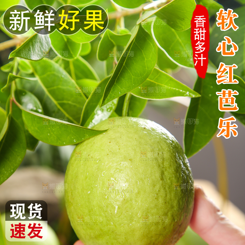 手里拿着红心番石榴