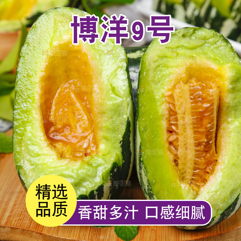 木底上摆放着山东博洋9号甜瓜