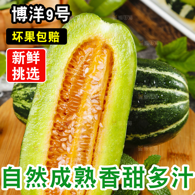 木底上摆放着博洋10号甜瓜