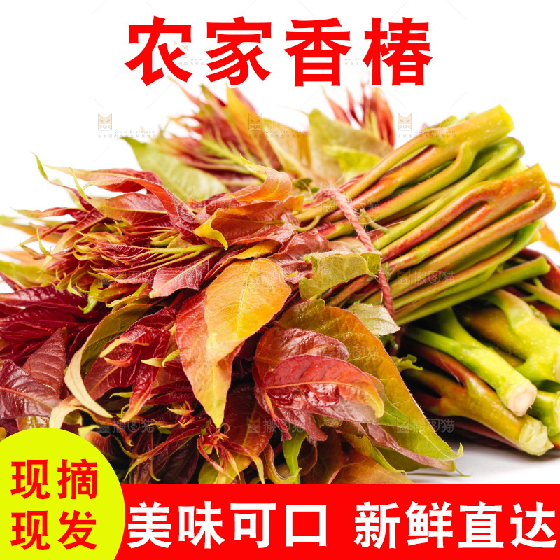 白底上摆放着香椿芽