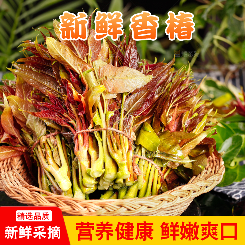 篮子里装着新鲜香椿苗