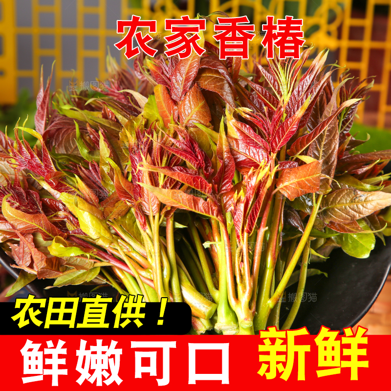 盘子里放着香椿