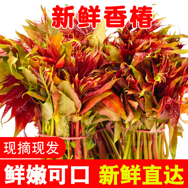 白底上摆放着香椿芽