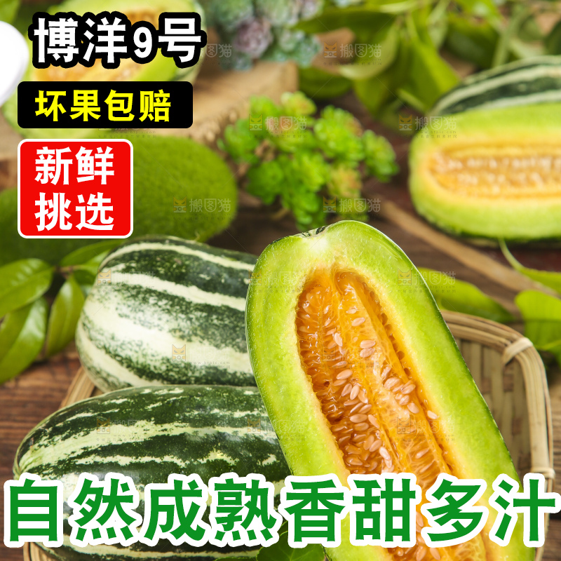篮子里装着博洋9号甜瓜