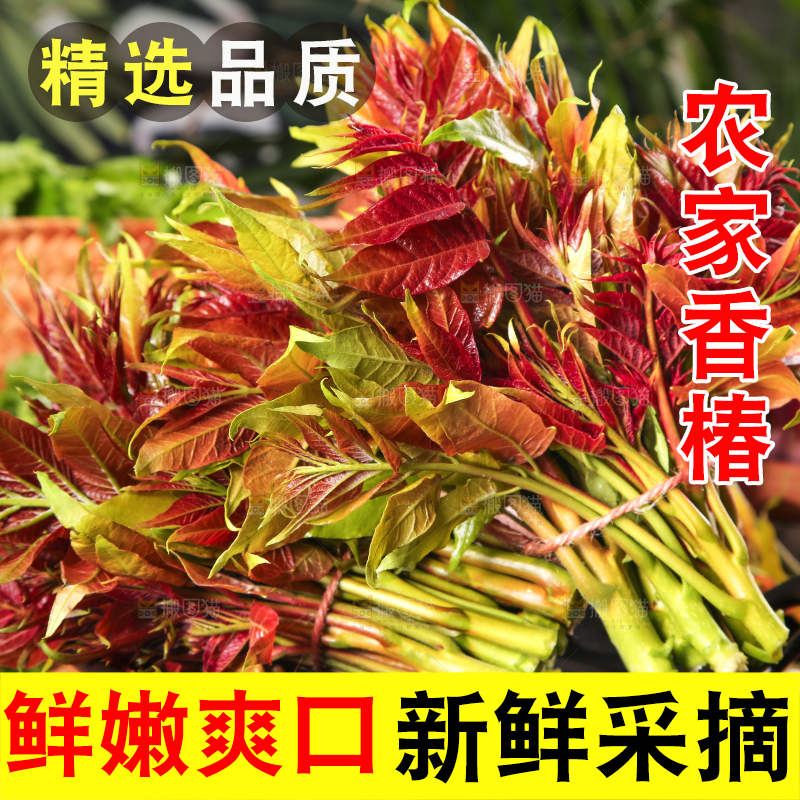 碟子里放着一把香椿苗芽