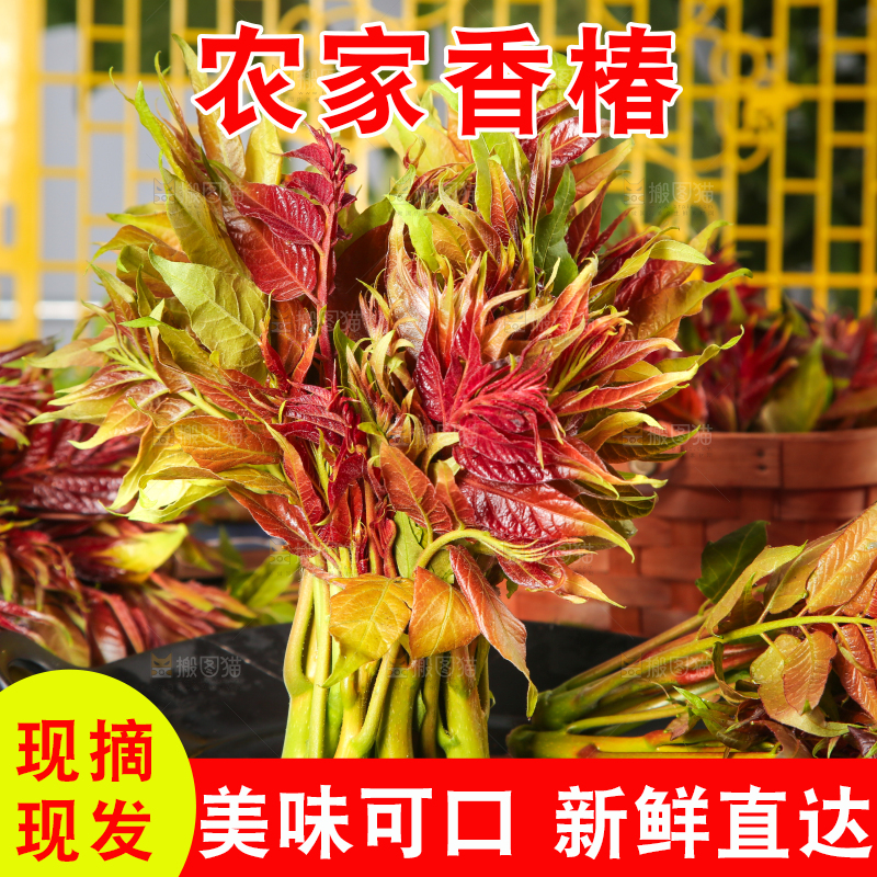 盘子里放着香椿