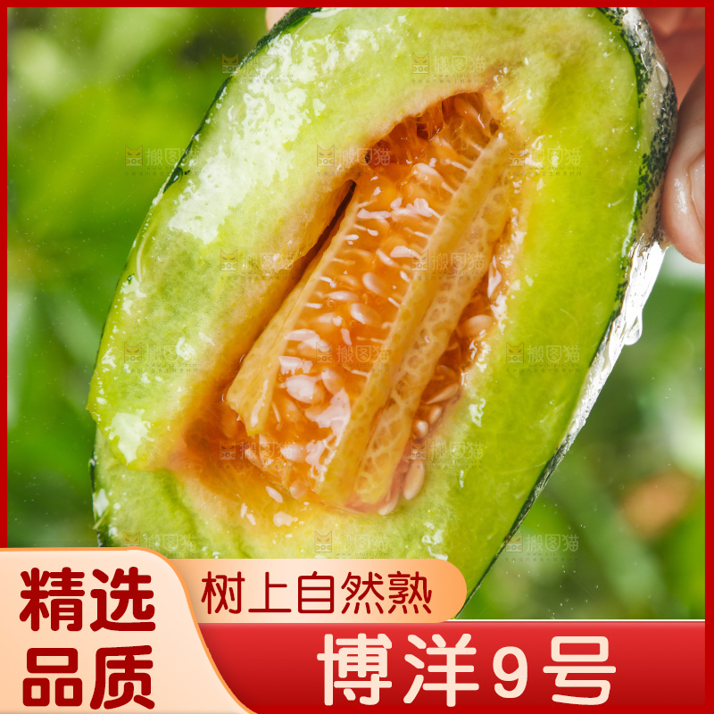 手里拿着博洋甜瓜