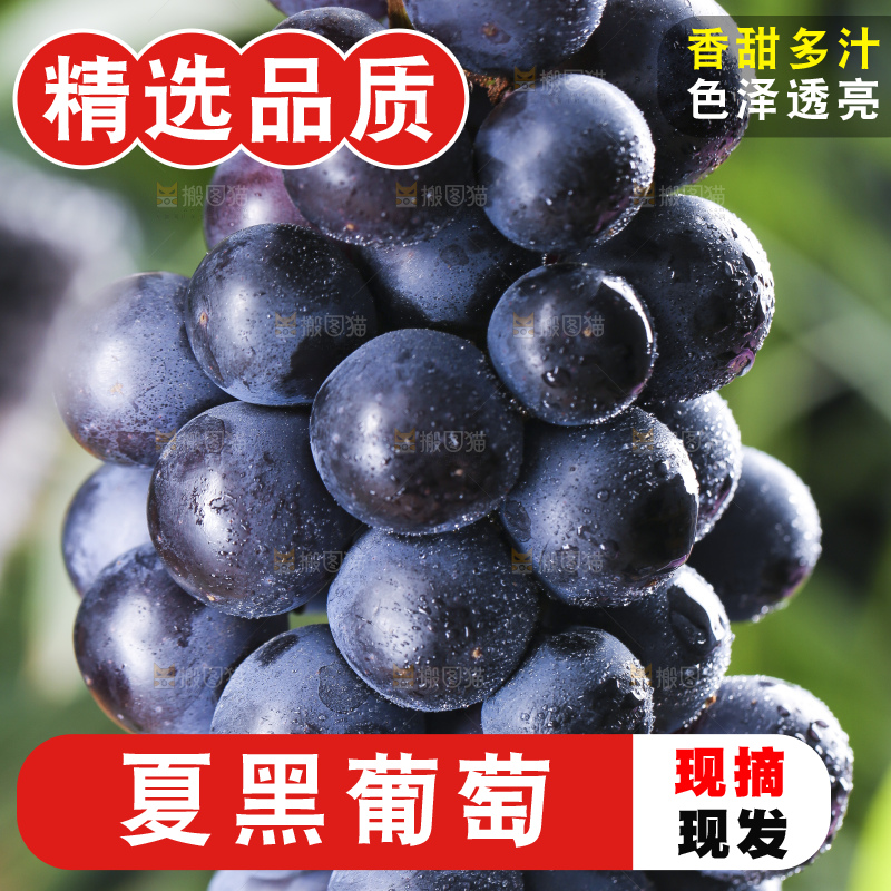 手里拿着一串夏黑葡萄