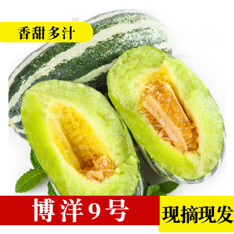 白底上放着山东博洋9号甜瓜