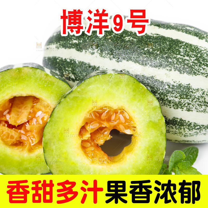 白底上放着山东博洋9号甜瓜