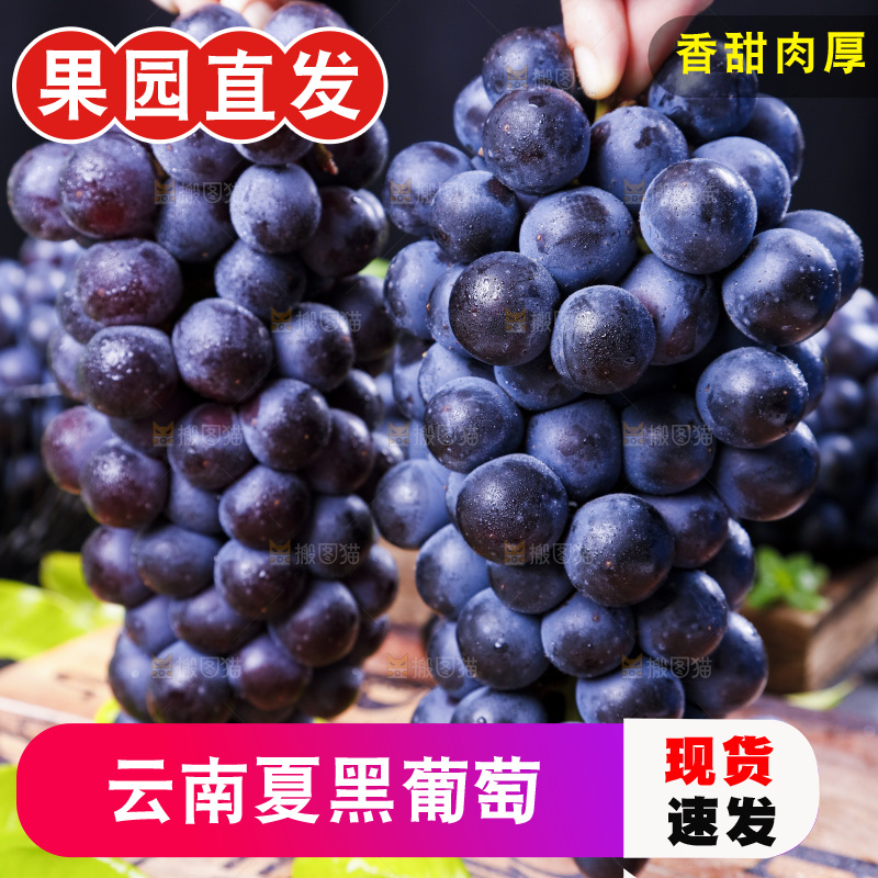 手里拿着黑加仑葡萄