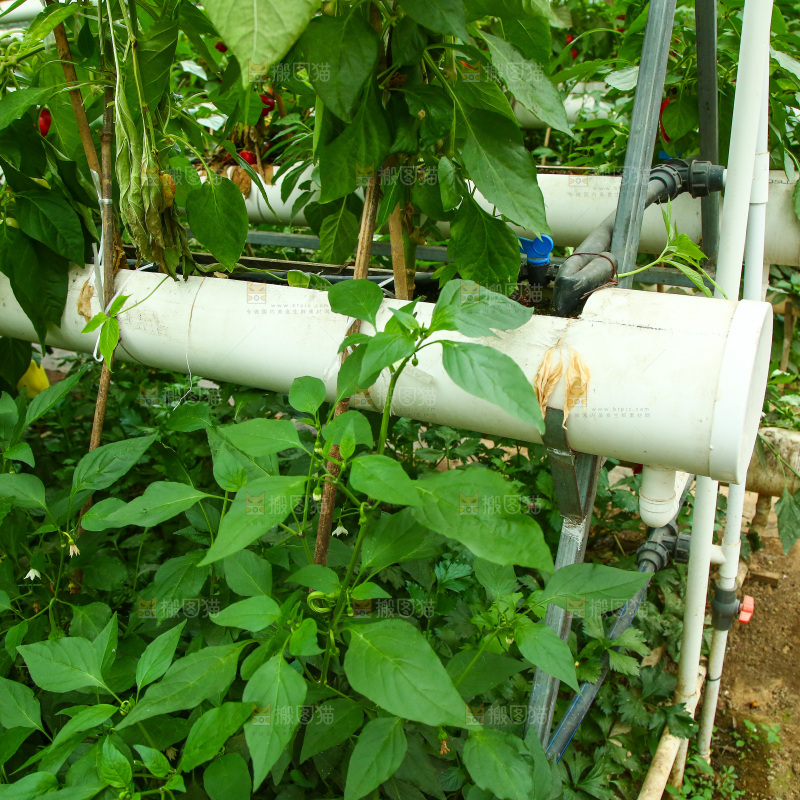 大棚里种植物的蔬菜