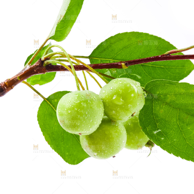 树枝上的青沙果