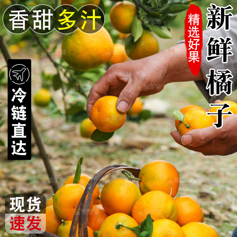 篮子里装着橘子