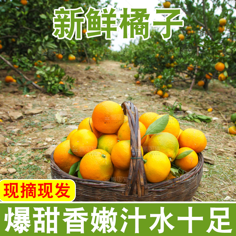 篮子里的蜜橘