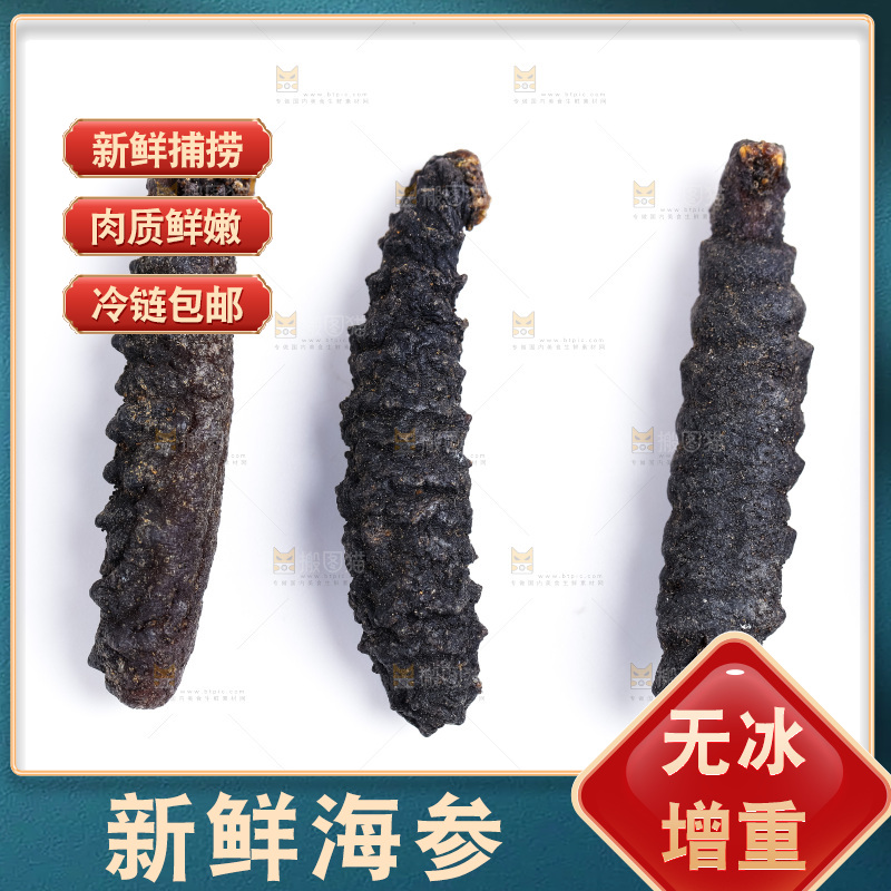 白底上摆放着刺参