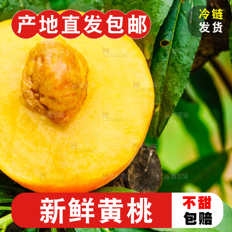 树枝上结的黄皮黄桃