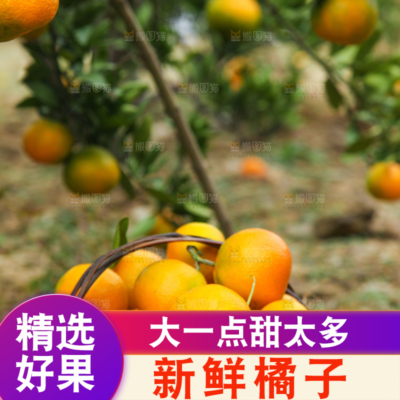篮子里装着橘子