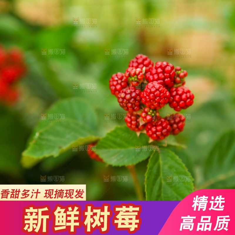 树上的新鲜树莓