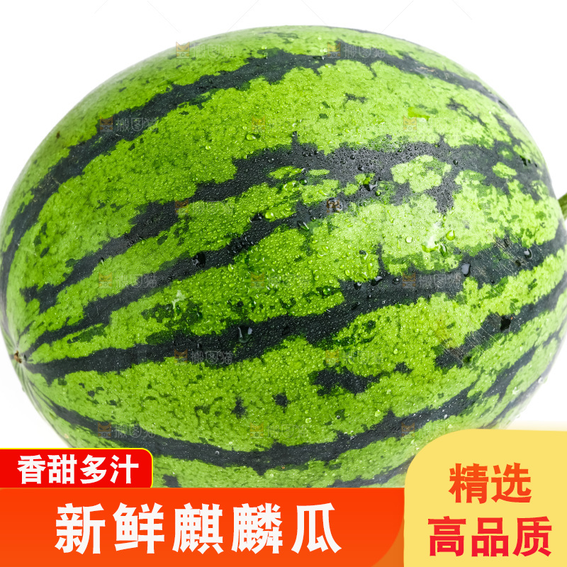白底上摆放着麒麟瓜