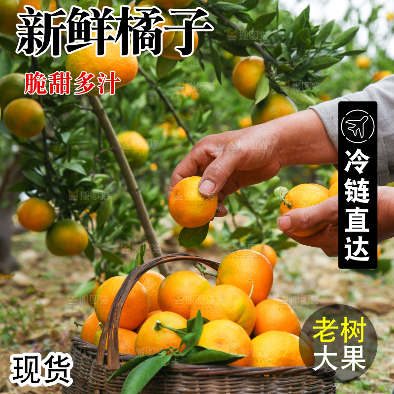 篮子里装着橘子