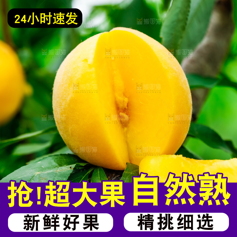 树枝上结的黄皮黄桃