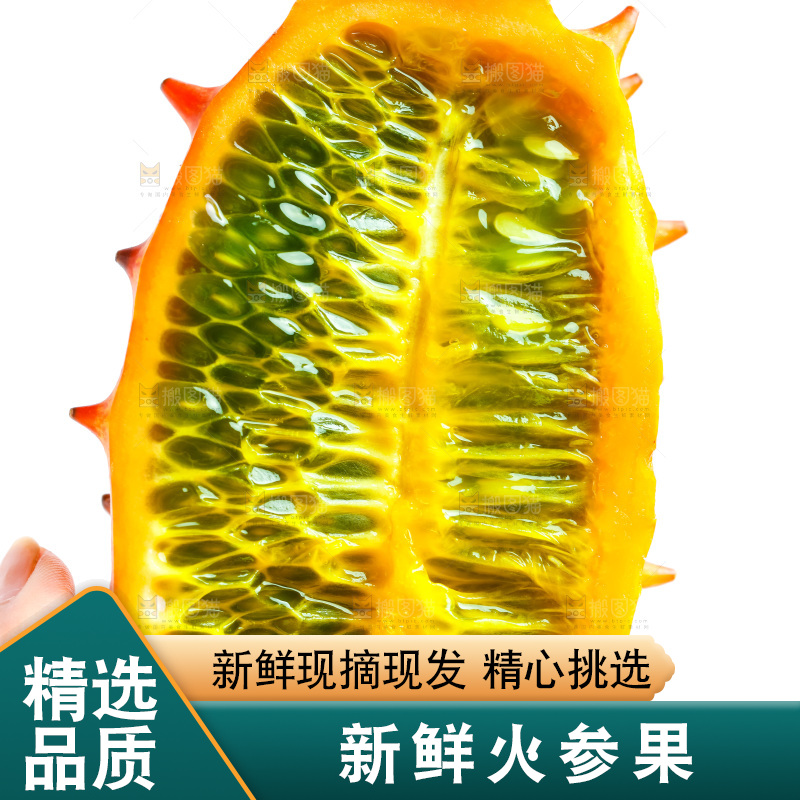 手里拿着海参果